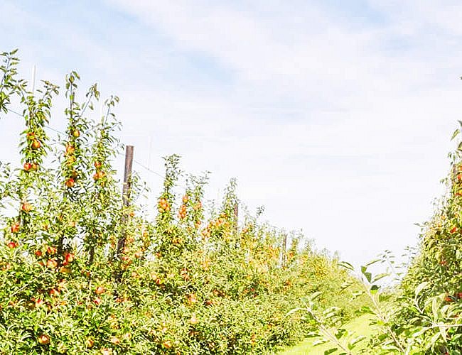 Secteur d'activité: Arboriculture - Industries Payer