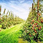 Arboriculture Arboriculture - Industries Payer