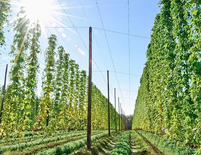 Produits de qualité industrielle pour la durabilité de vos installations métalliques. Agriculture – Acériculture – Arboriculture – Houblonnière - Viticulture